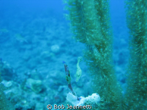 Tiny filefish, at first i thought it was a seahorse by Bob Jeannetti 